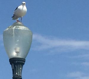 Low angle view of bird perching against sky