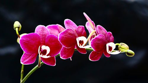 Close-up of pink orchids