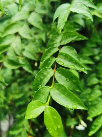 Close-up of water drops on leaves