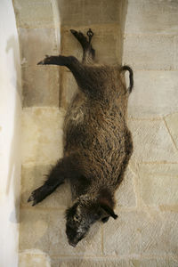 Low angle view of dead wild boar hanging on wall