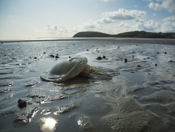 Surface level of shells on beach