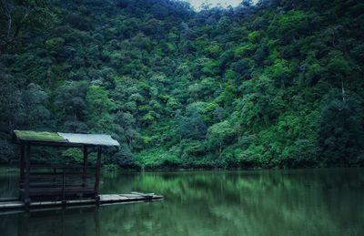 Scenic view of lake in forest