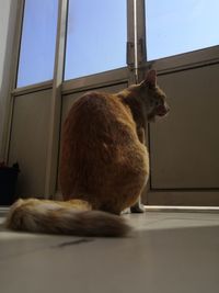 Cat sitting in a window