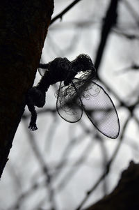 High angle view of insect on metal