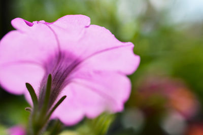 Close-up of pink flowers