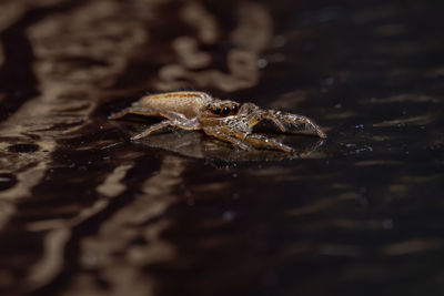 Close-up of frog on leaf