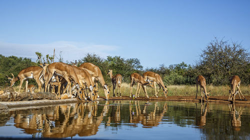 Horses drinking water