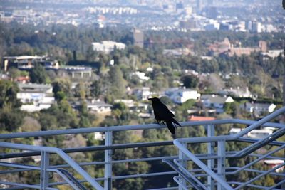 Bird perching on railing in city