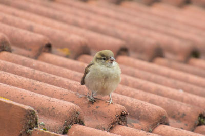 High angle view of bird perching on roof