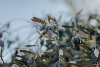 Close-up of olive tree