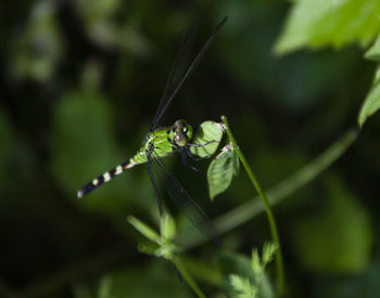 Close-up of insect on leaf