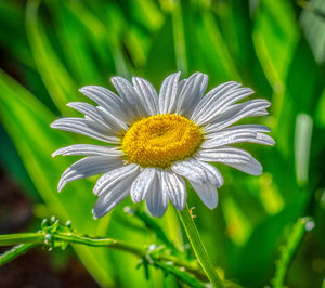 Close-up of white daisy flower