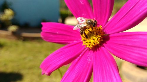 Close-up of bee on pink flower