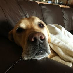 Close-up portrait of dog at home