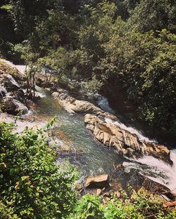 Scenic view of river in forest