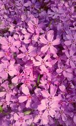 Full frame shot of purple flowers