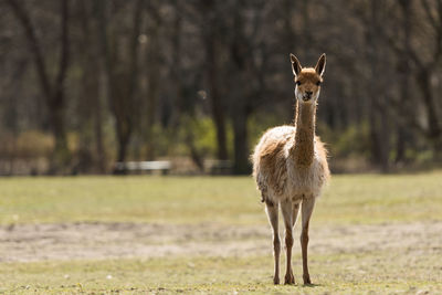 Llama standing on field