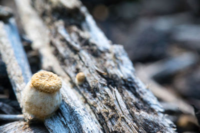 Close-up of mushroom growing on wood