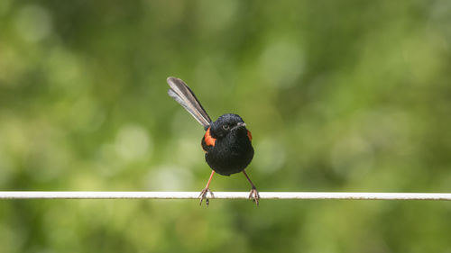 Close-up of bird perching on leaf