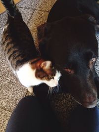 pets