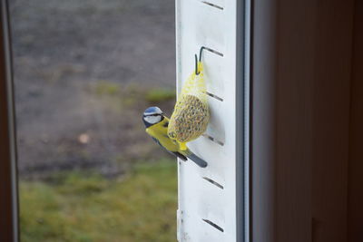 Close-up of bird perching outdoors