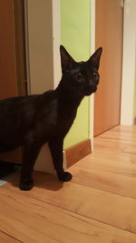 Close-up of black cat sitting at home