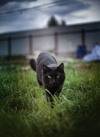 Portrait of a cat on grass