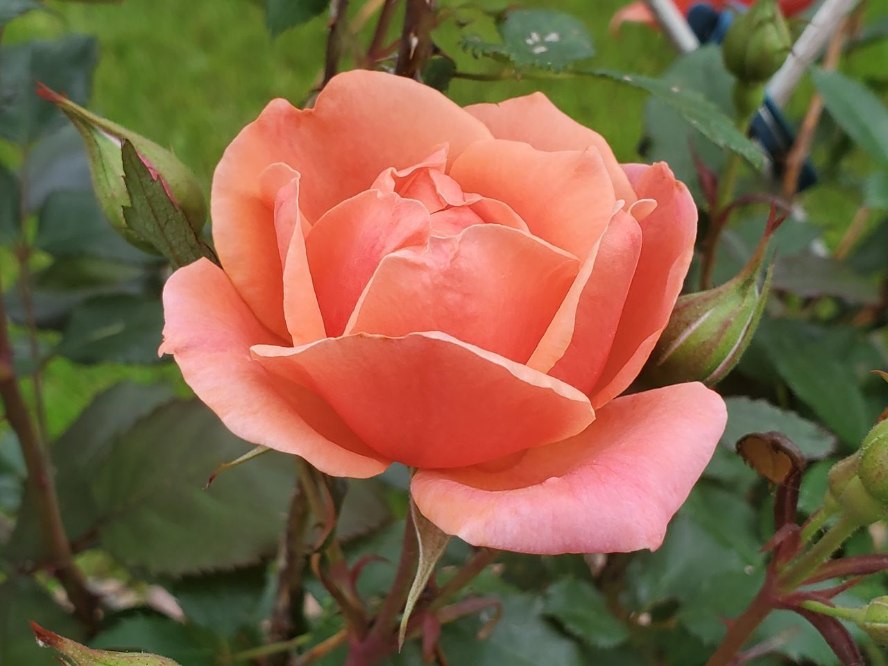 CLOSE-UP OF PINK ROSE AND LEAVES