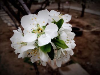 Close-up of white flowers