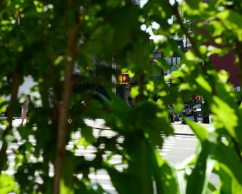 City street seen through plants