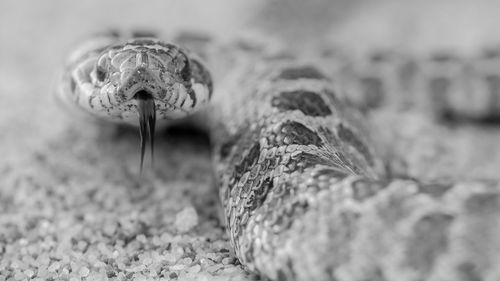 Close-up of lizard on rock