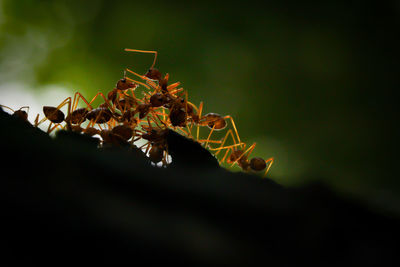 Close-up of insect on leaves