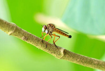 Close-up of insect