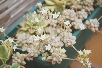 Close-up of white cherry blossom