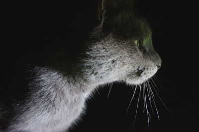 Close-up of cat against black background