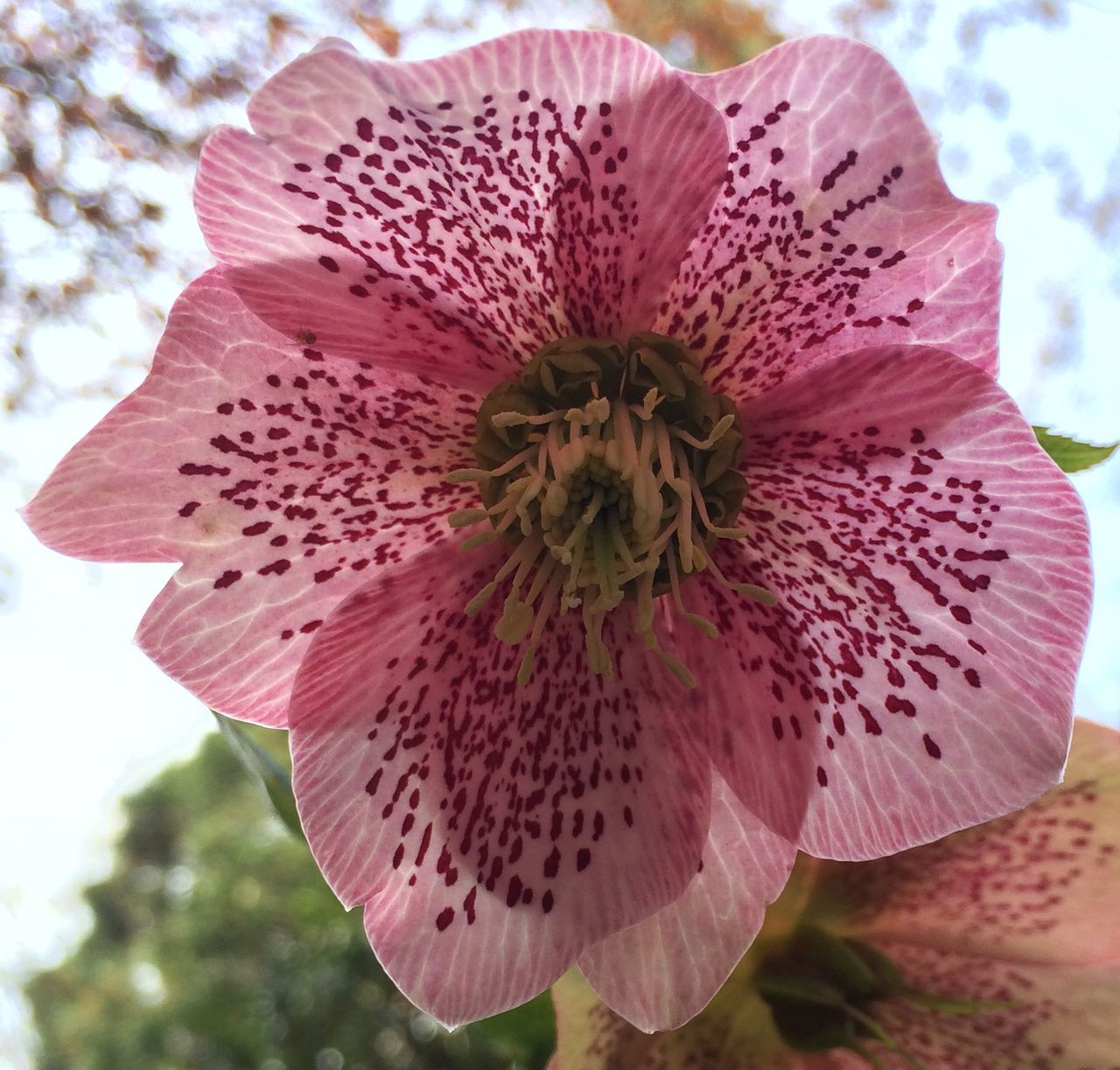 flower, petal, freshness, flower head, fragility, growth, single flower, pollen, beauty in nature, close-up, stamen, blooming, nature, focus on foreground, in bloom, plant, hibiscus, pink color, day, blossom