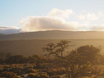 Scenic view of landscape against sky