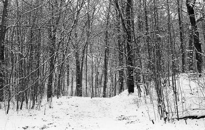 Bare trees in forest during winter