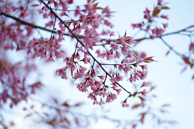 Low angle view of cherry blossom