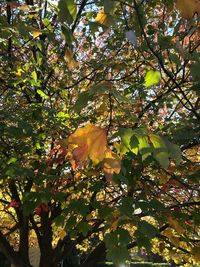 Low angle view of flowering plant against trees