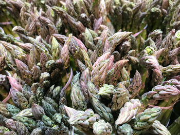 Full frame shot of purple for sale at market stall