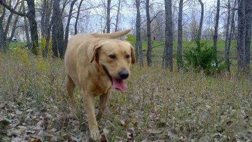 Golden retriever dog against trees