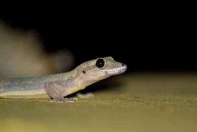 Close-up of lizard