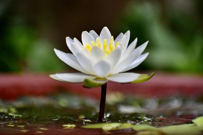 A thumb-size water lily