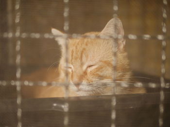 Close-up of cat sleeping