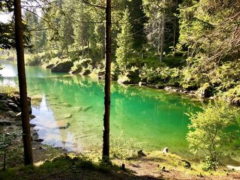 Scenic view of lake in forest