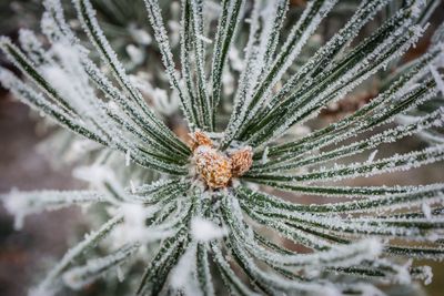 Close-up of pine cone on snow