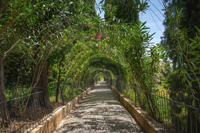 Footpath amidst trees