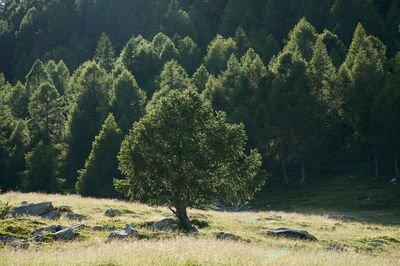 Trees growing in field