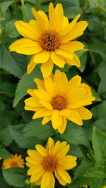 Close-up of yellow flower